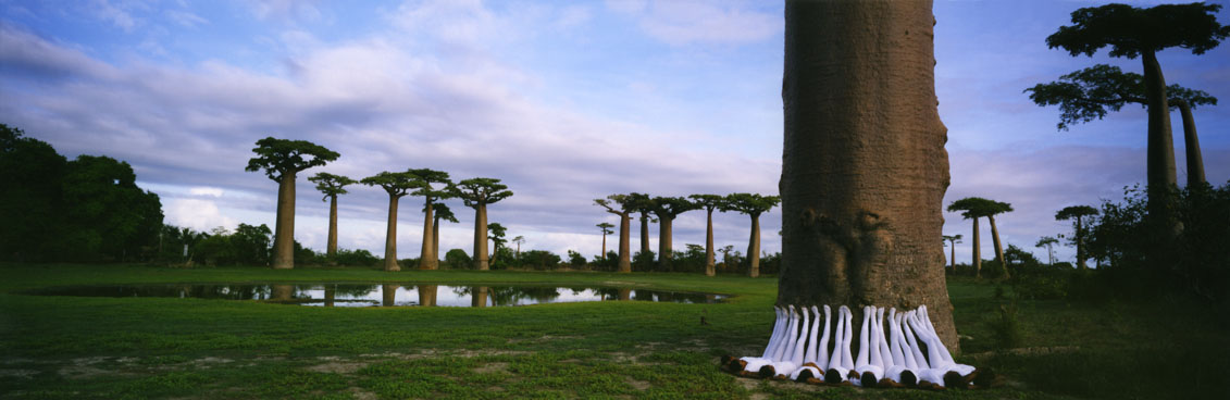 Mothers of the Forest